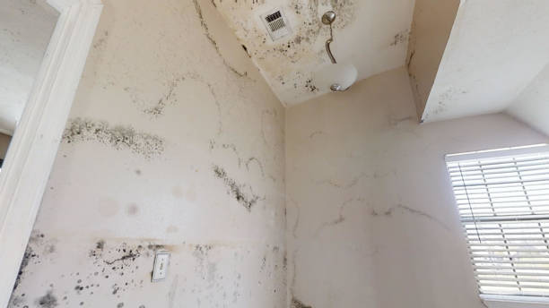 Best Basement Mold Removal  in Key Largo, FL