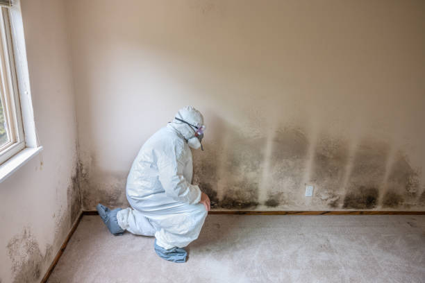 Best Crawl Space Mold Remediation  in Key Largo, FL