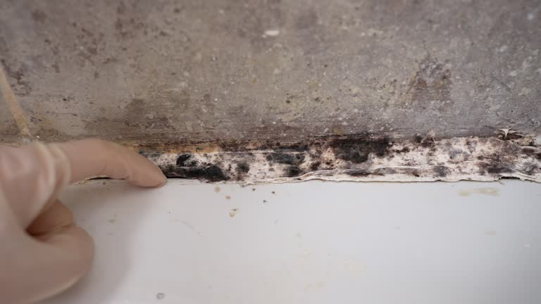 Best HVAC Mold Inspection and Cleaning  in Key Largo, FL